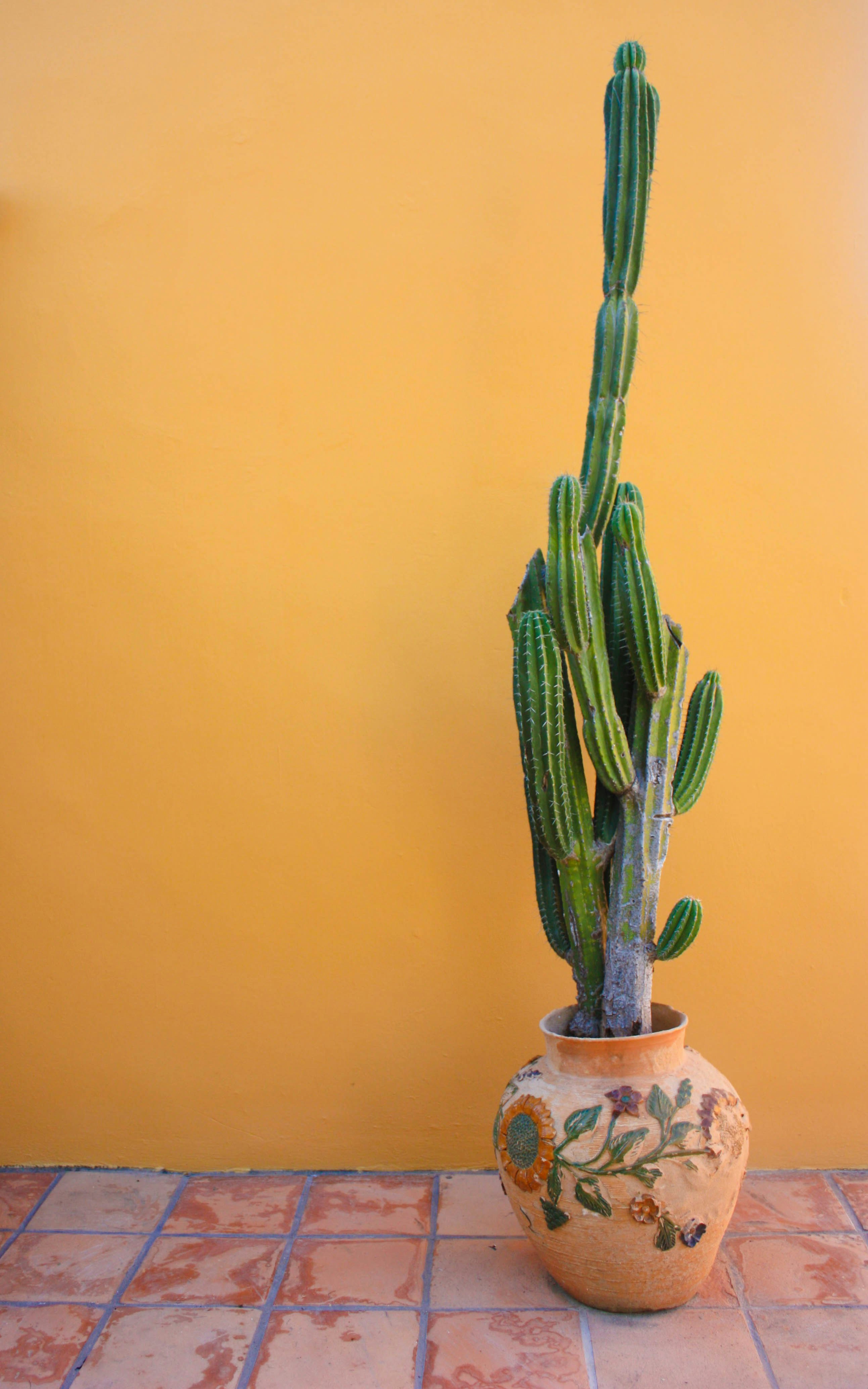 Successful Transplantation of Button Cactus