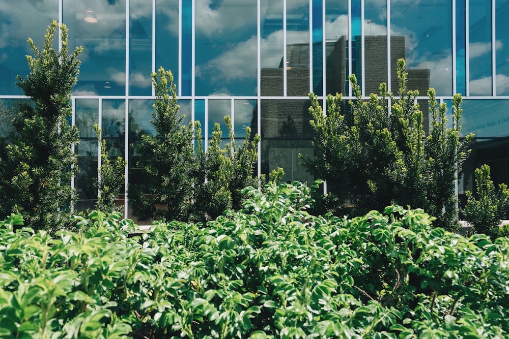 green-leafed plants