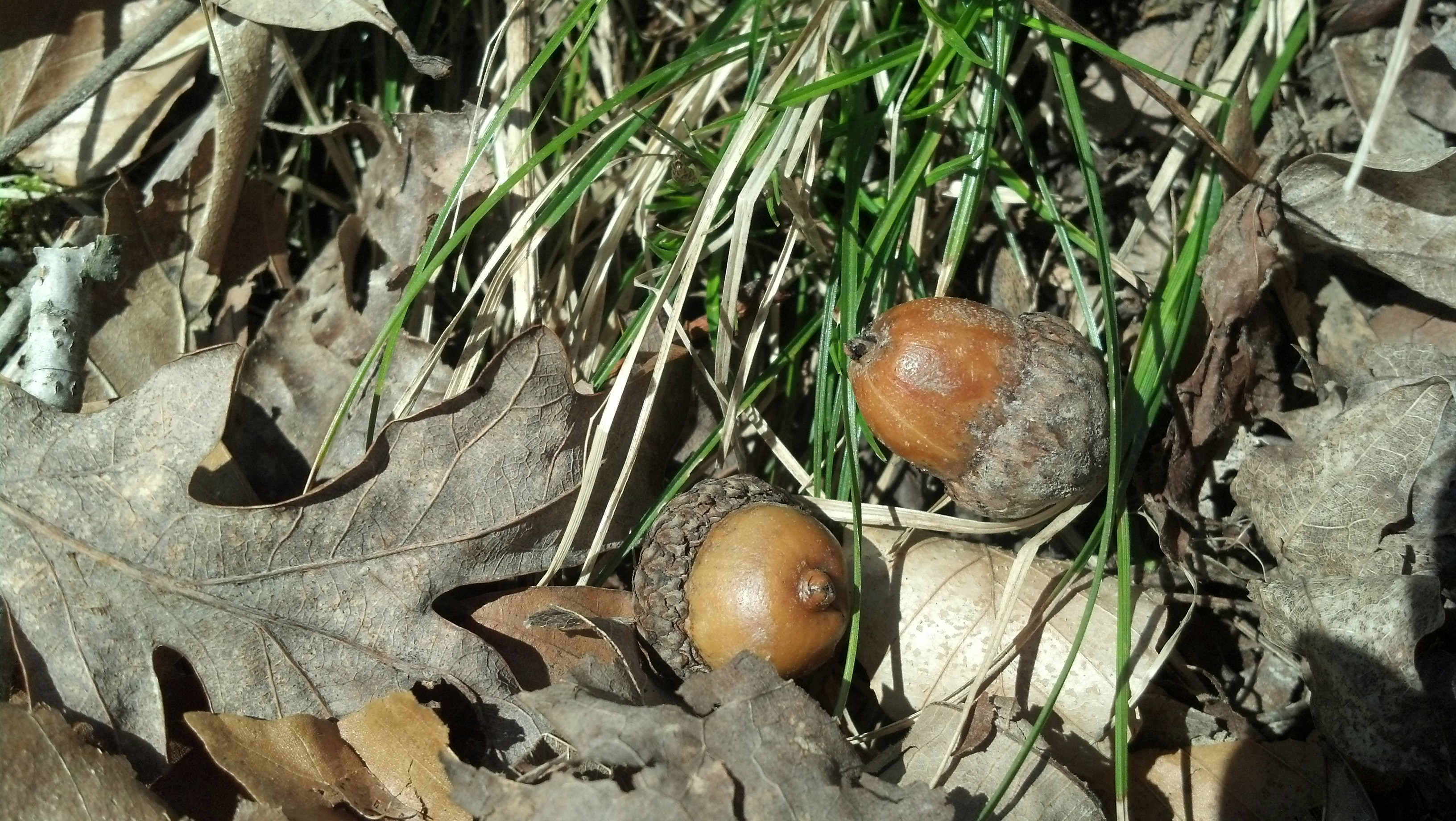 Free Unsplash photo from Stena Mears