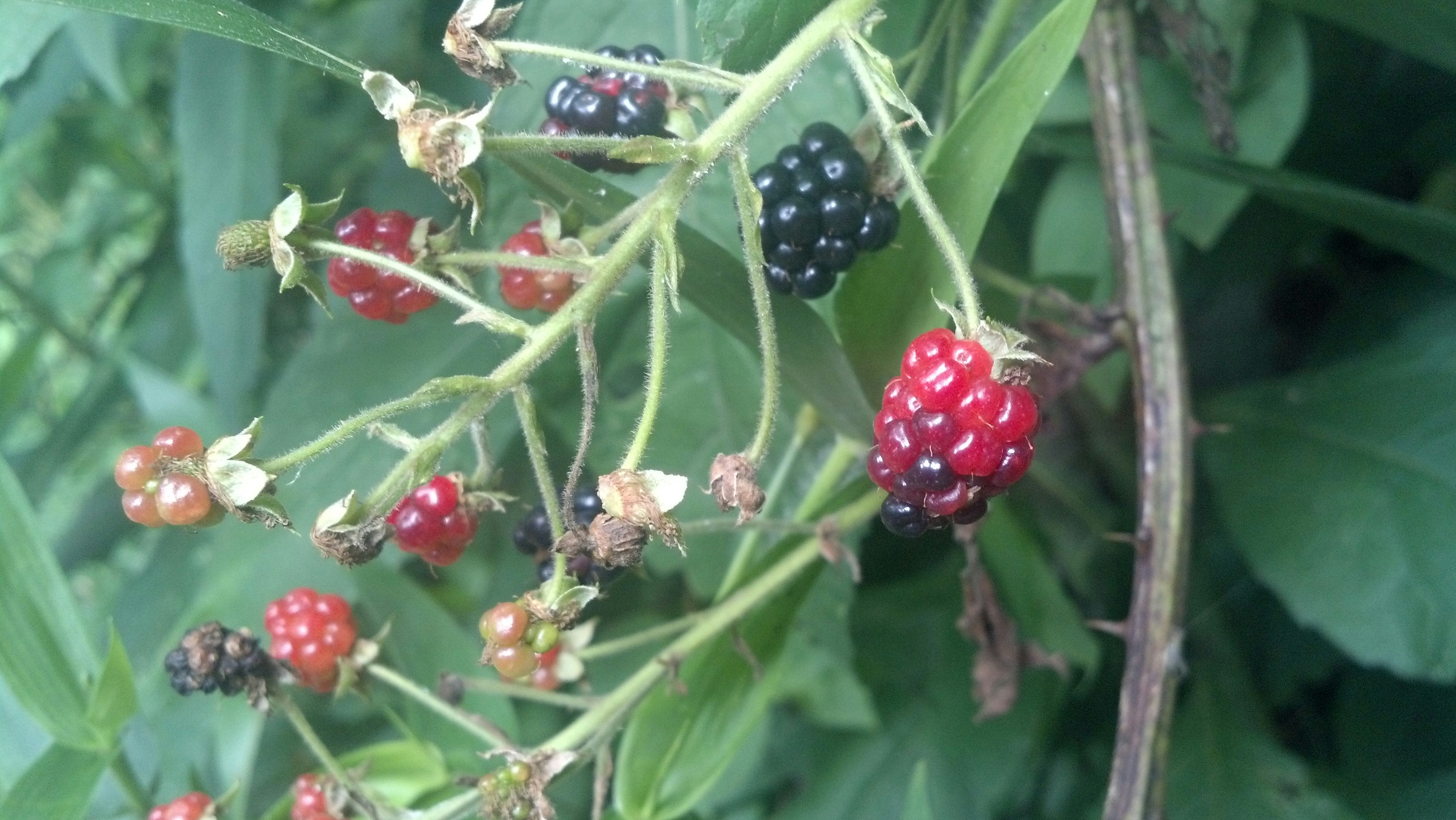 Free Unsplash photo from Stena Mears