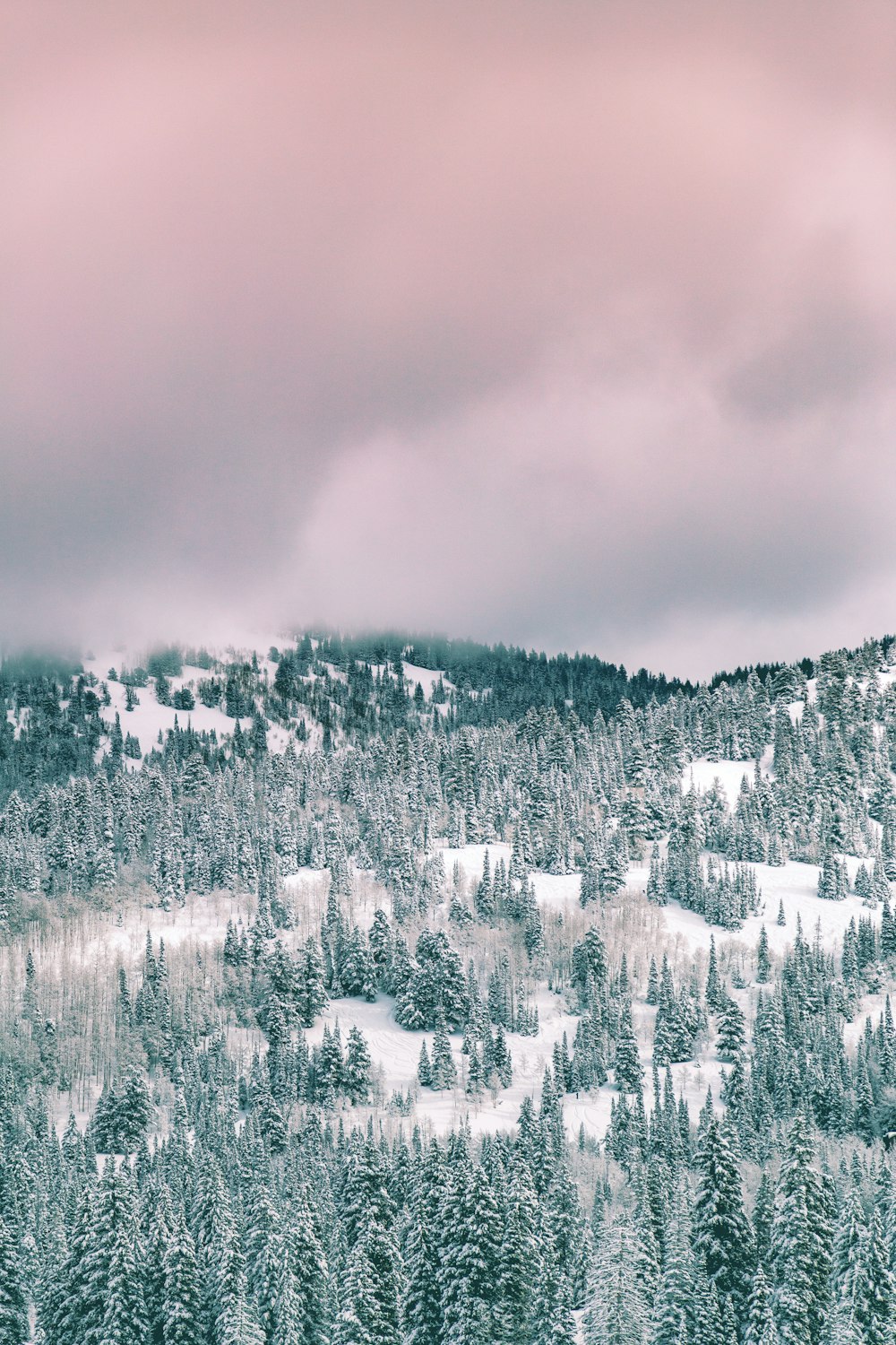 arbres verts couverts de neige sous un ciel nuageux pendant la journée