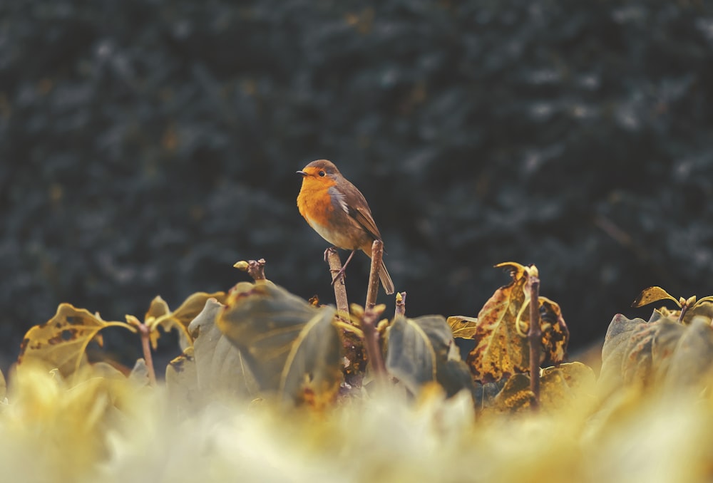 brown bird on top of green leafed plant