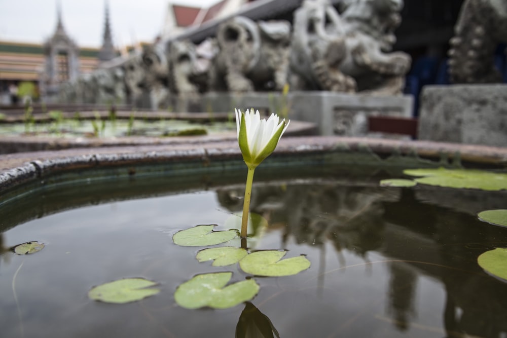 green lotus flower on water