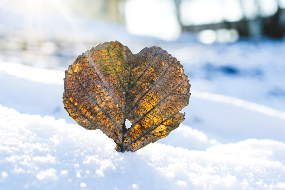 shallow focus photo of yellow leaf