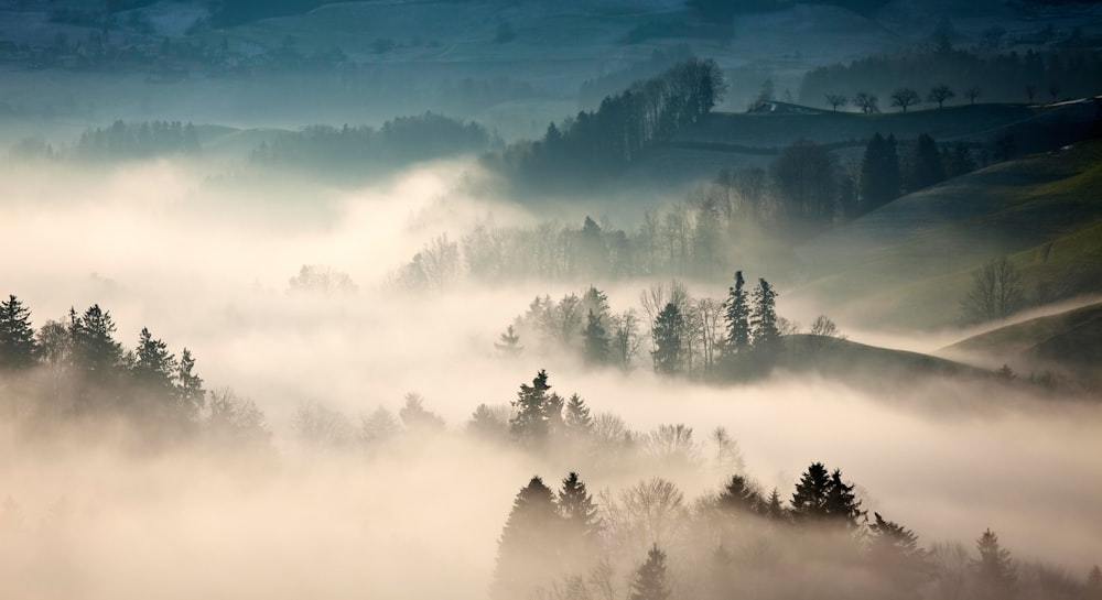 trees covered with fog during daytime