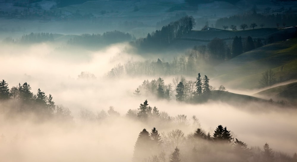 arbres couverts de brouillard pendant la journée