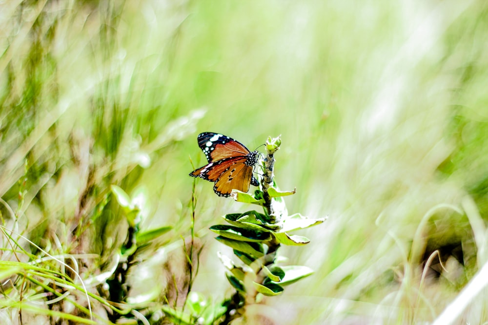 Vanessa atalanta butterfly perched on green-leafed plant in selective focus photography