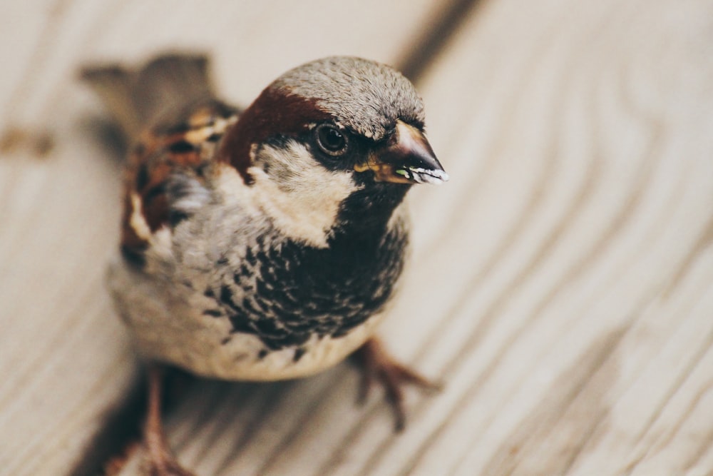 Selektive Fokusfotografie eines Kurzschnabelvogels, der auf einer beigen Holzoberfläche sitzt