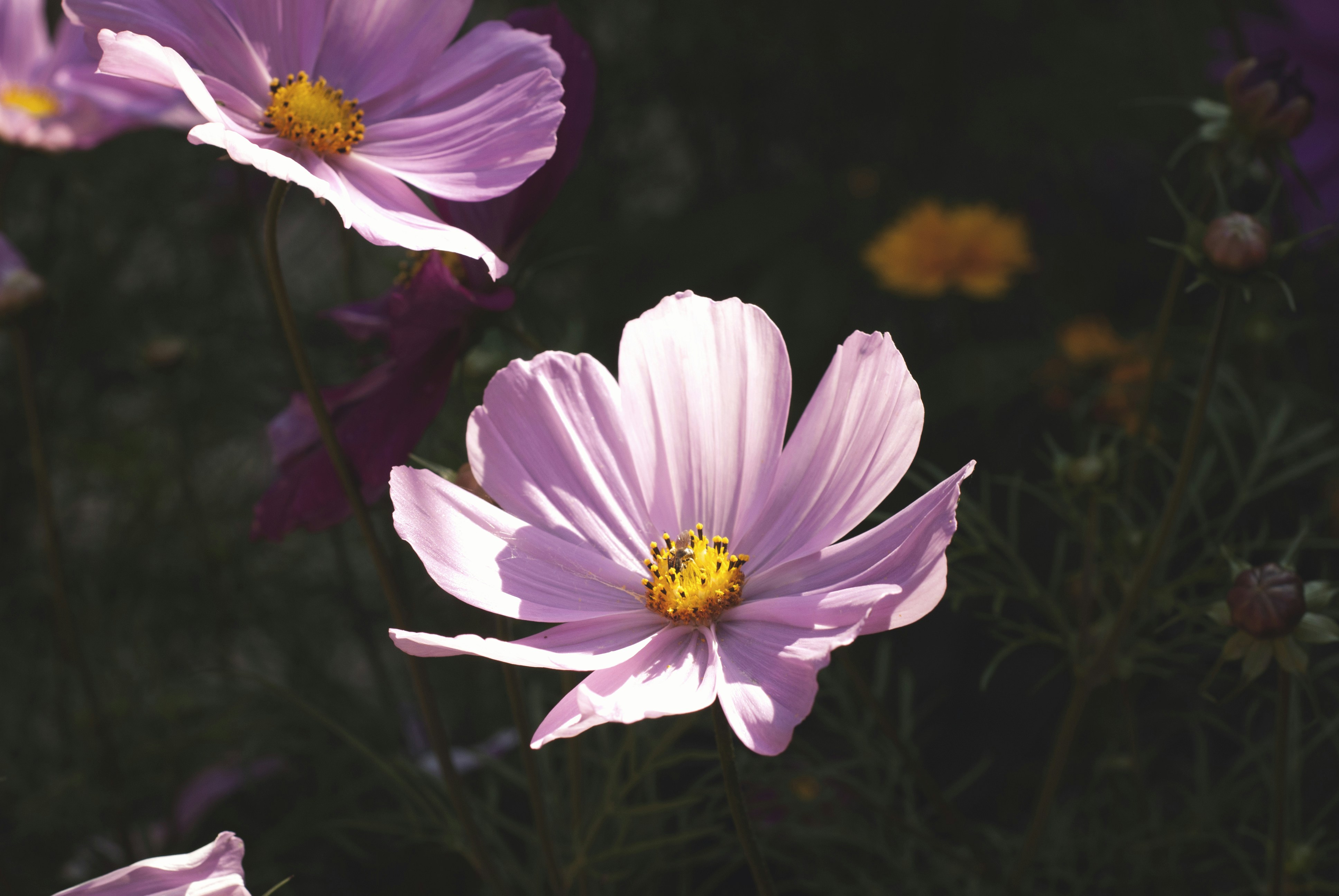 purple petaled flower