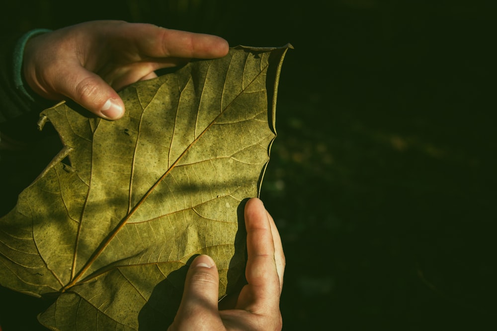 person holding leaf