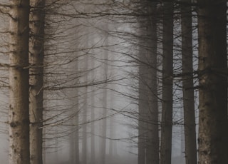 trees surrounded with fogs