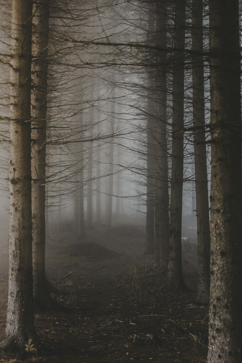 trees surrounded with fogs