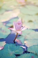 close up photo of water lily flower