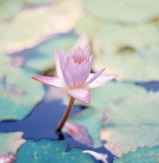 close up photo of water lily flower