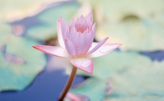 close up photo of water lily flower