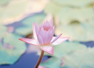 close up photo of water lily flower