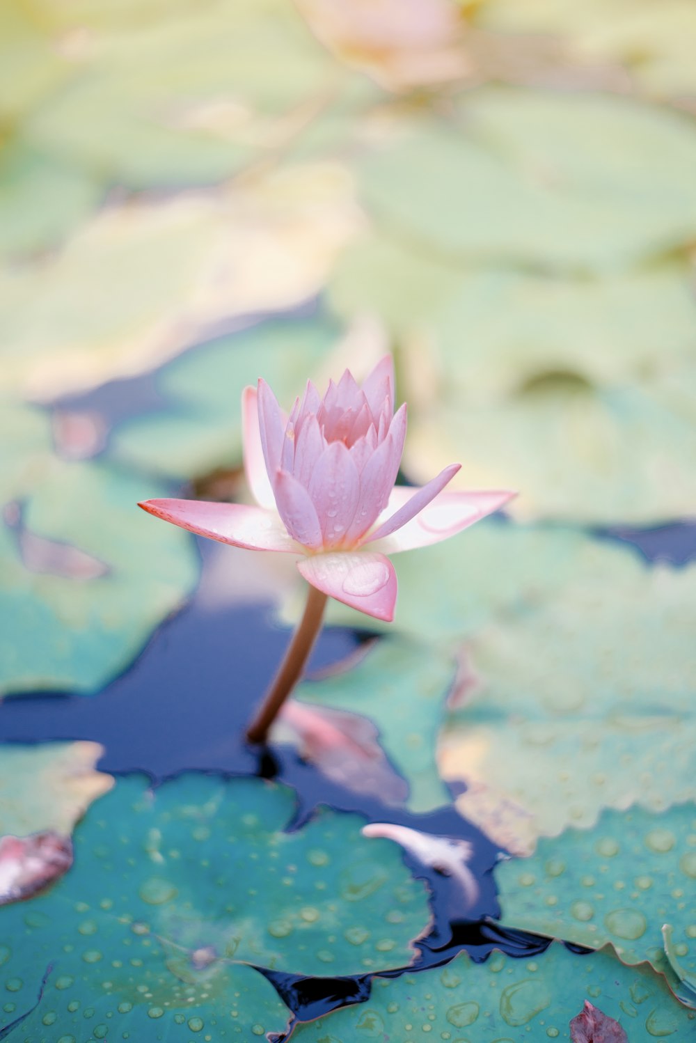 Foto de primer plano de la flor del nenúfar