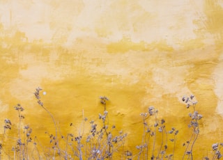 flowers beside yellow wall