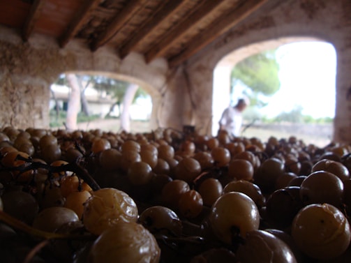 A large number of grapes lying on a surface inside an old stone structure with an arched ceiling. Natural light enters through large open windows in the background, where a person can be faintly seen, blurred and outside the focus.