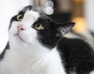 black and white cat in tilt shift lens