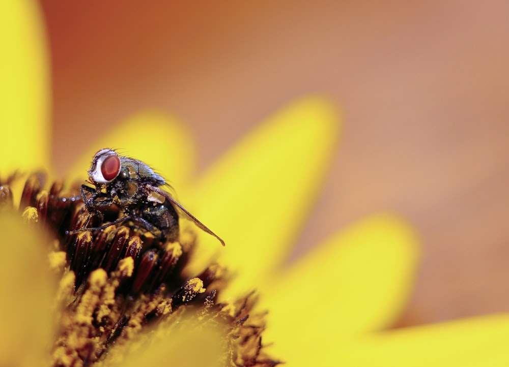 macro photography of fly on flower