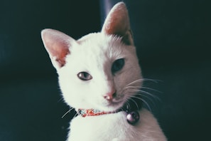A white cat with a soft, clean coat gazes directly into the camera. It wears a colorful collar with a small, round bell attached. The background is dark, which makes the cat's features stand out clearly.