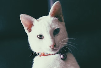 A white cat with a soft, clean coat gazes directly into the camera. It wears a colorful collar with a small, round bell attached. The background is dark, which makes the cat's features stand out clearly.