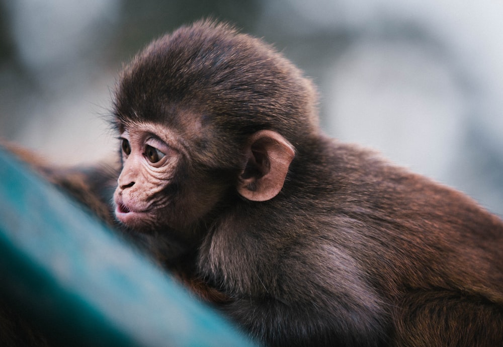 macro photography of brown monkey