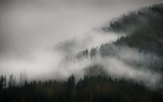 trees with fog in Pfunds Austria