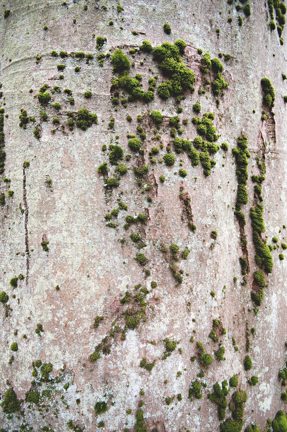 formación rocosa gris durante el día