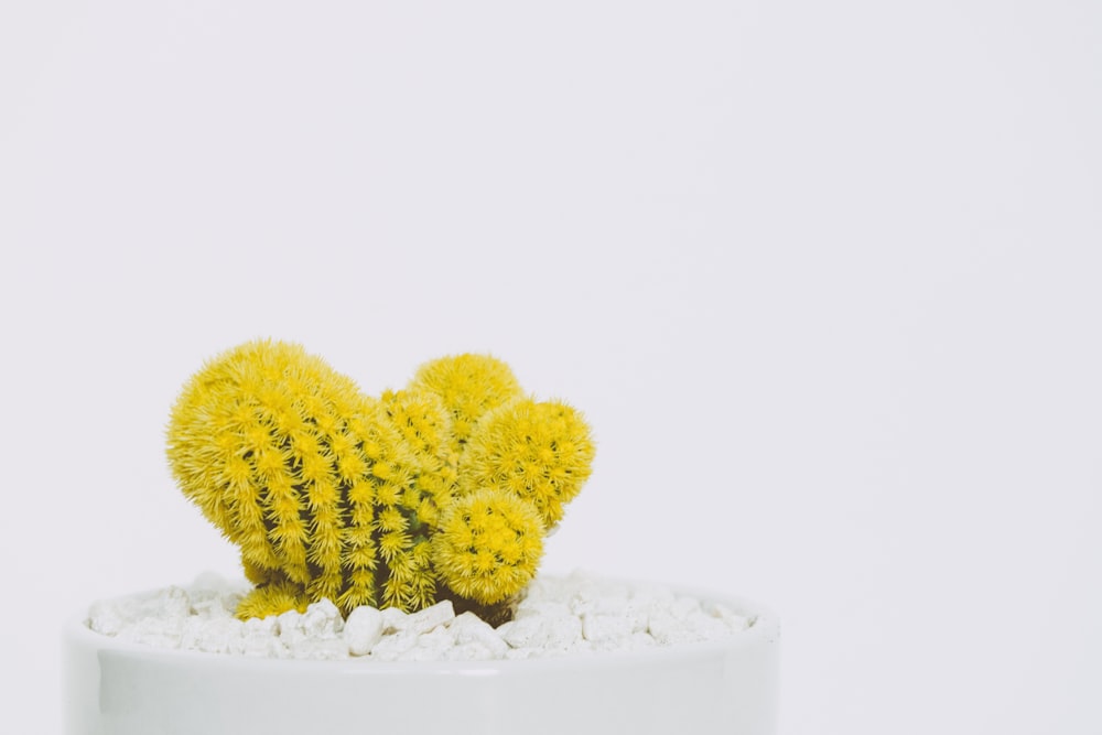 Cactus en maceta blanca