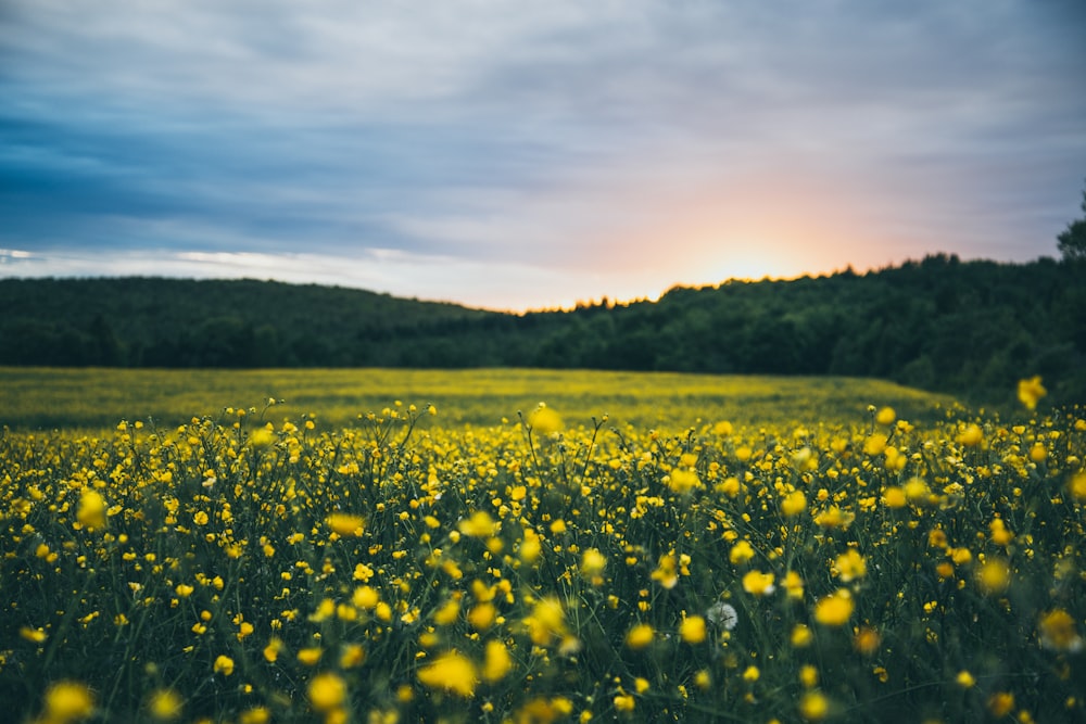 yellow clustered flowers