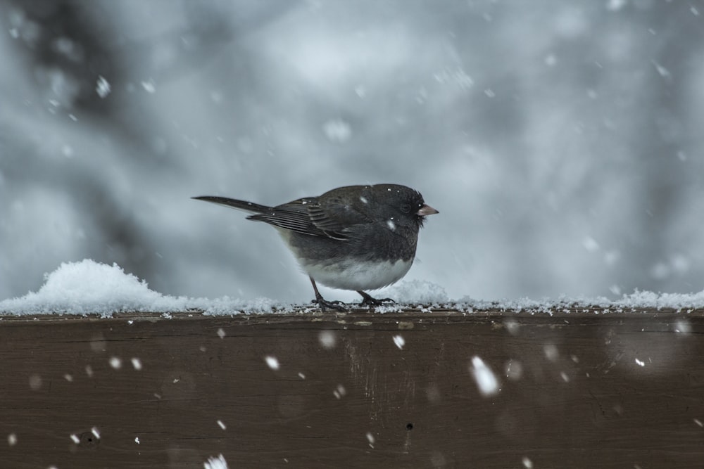 black and white bird beside snow