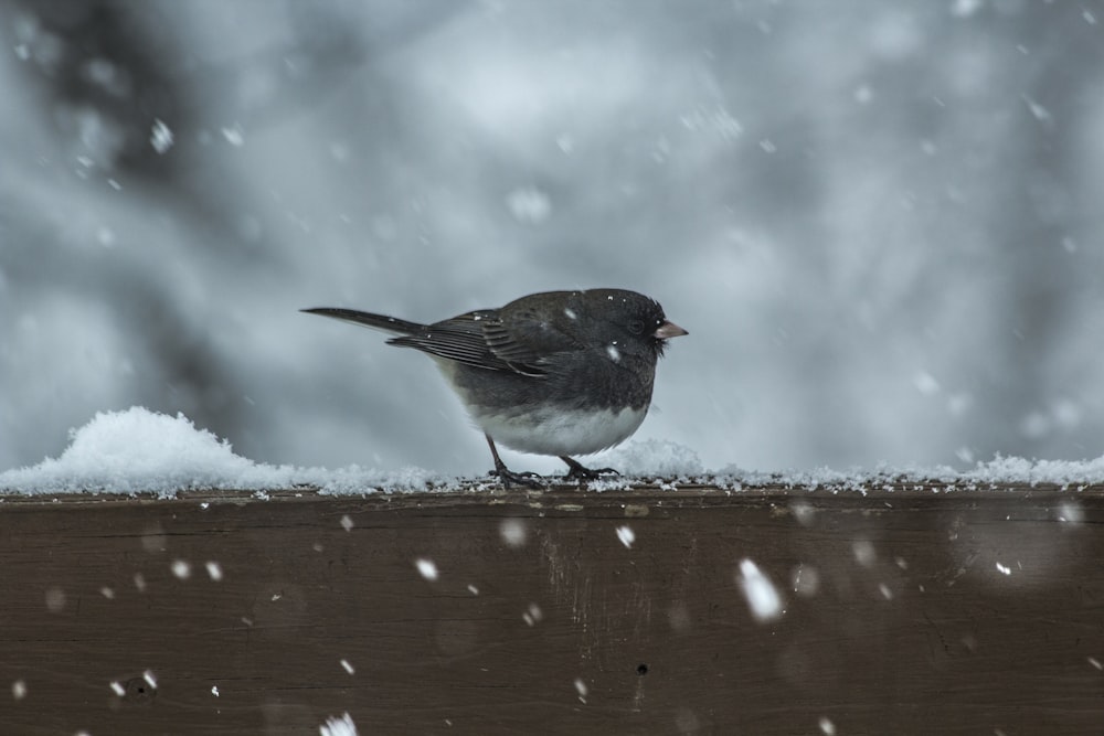 pássaro preto e branco ao lado da neve