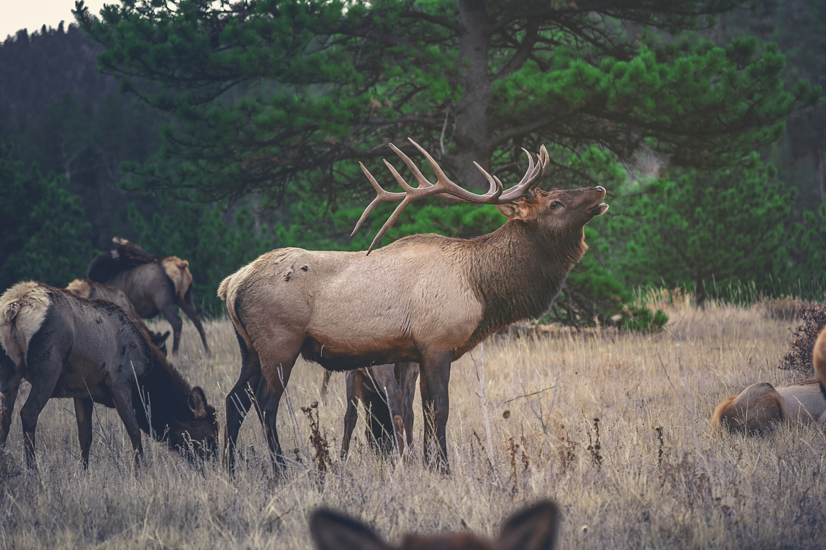 Missouri and Virginia, Assisted by Rocky Mountain Elk Foundation (RMEF), Undertake Elk Restorations