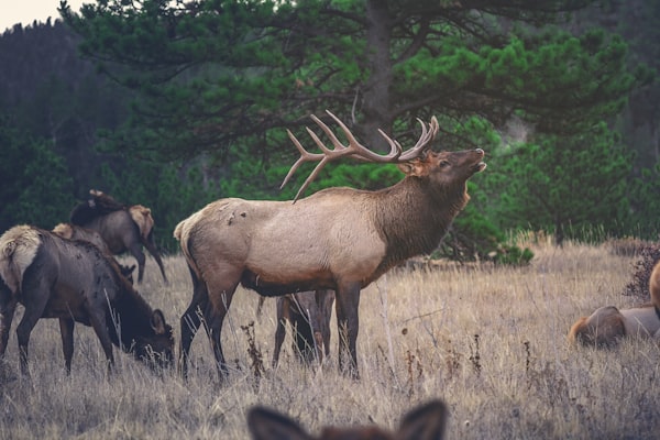 Majestic Roosevelt elk herd in meadow at Dean Creek Viewing Area