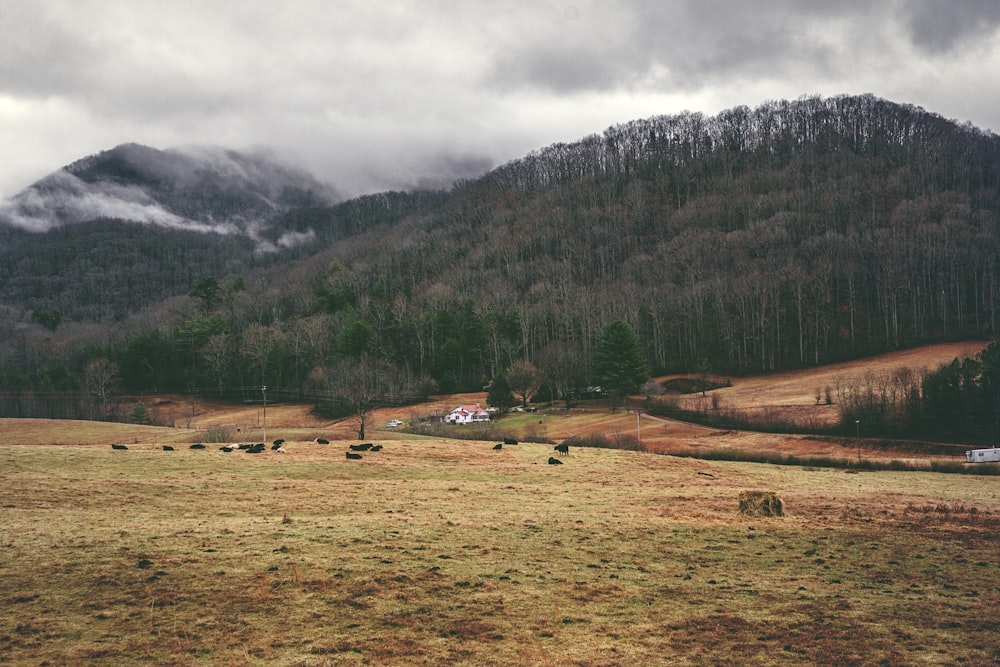 grass field under cloudy sky during daytime