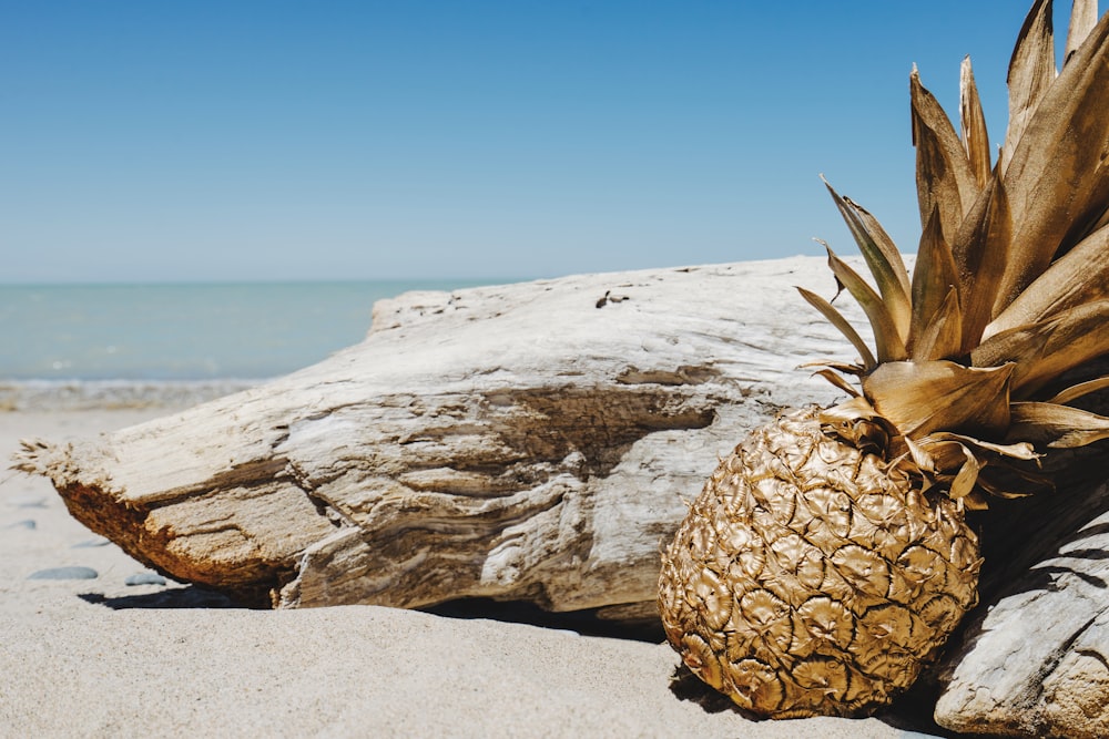 pineapple beside driftwood near ocean