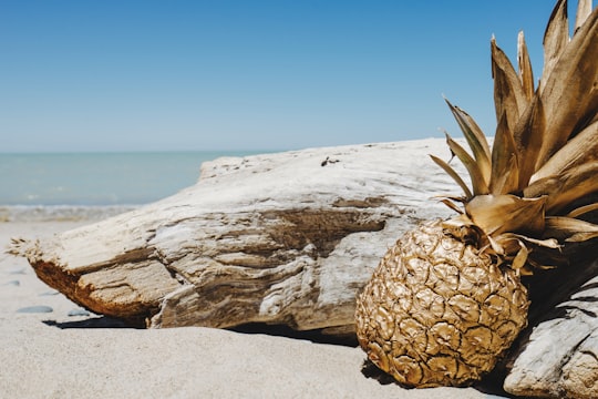 pineapple beside driftwood near ocean in Pinery Provincial Park Canada