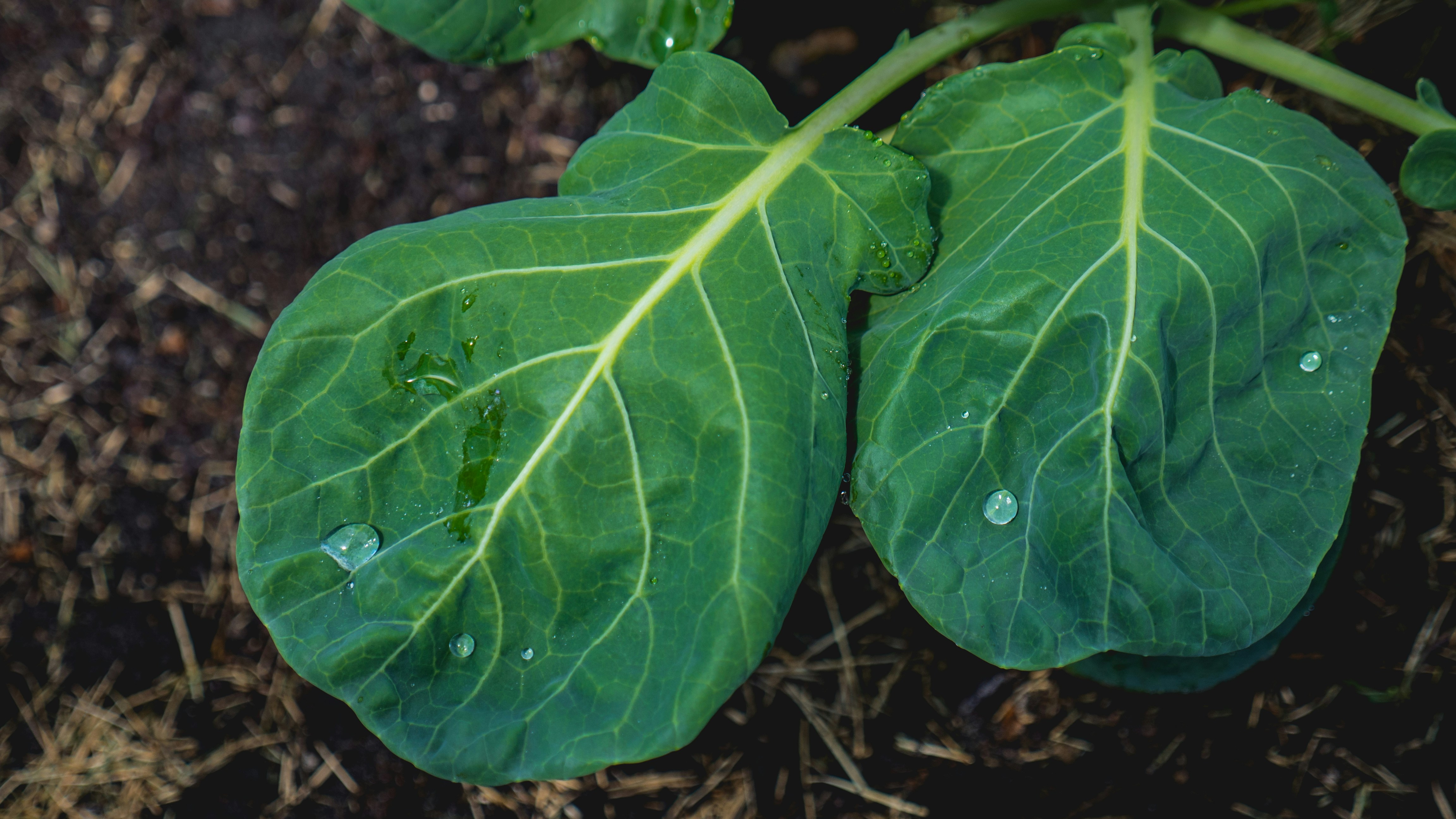 Free Unsplash photo from Jeffrey Wegrzyn