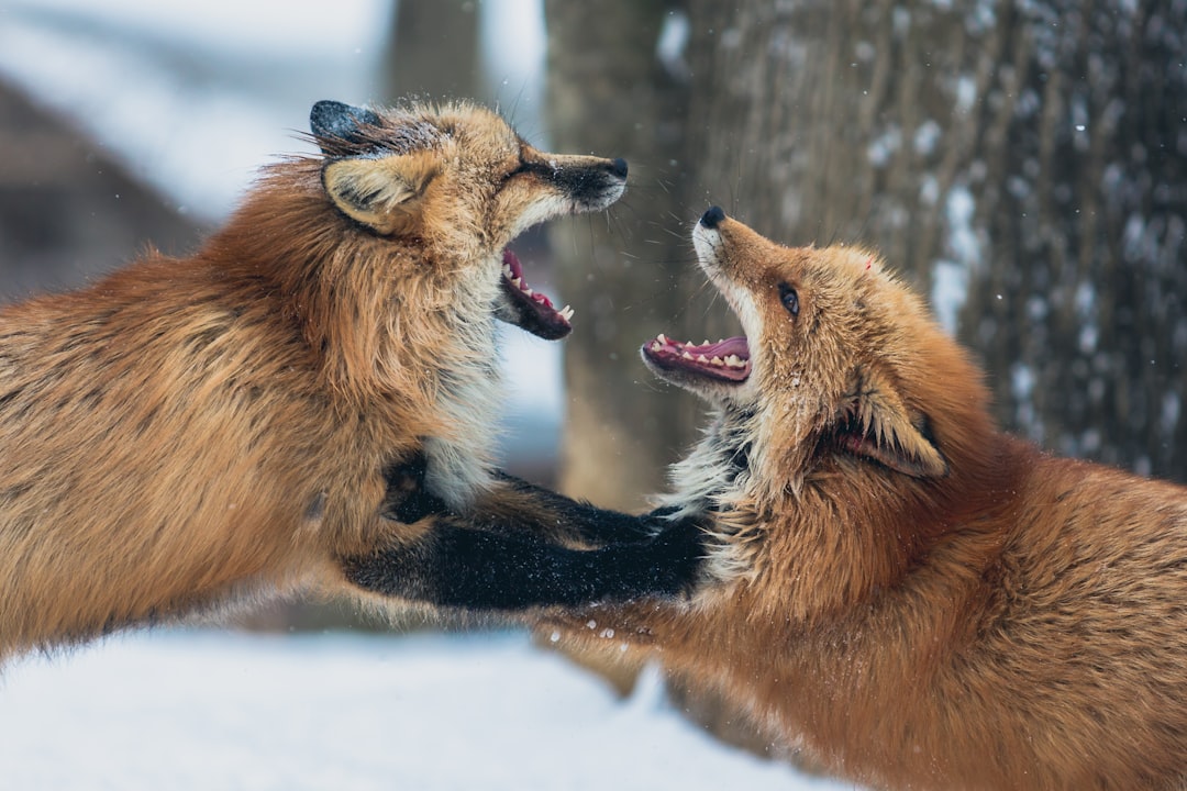 Wildlife photo spot Zao Fox Village Miyagi Prefecture