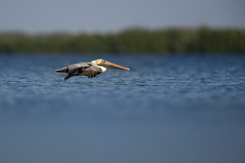 grauer und schwarzer Vogel