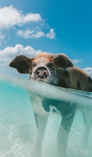 pig walking on body of water during day