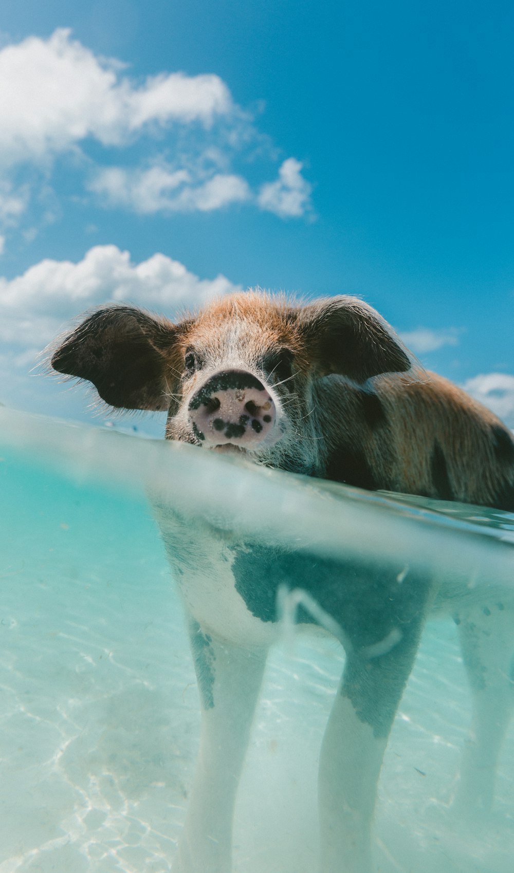 pig walking on body of water during day