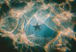 star fish under water