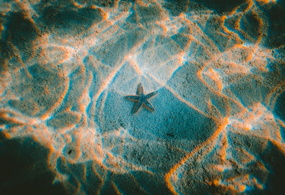 Estrelas do mar debaixo d'água