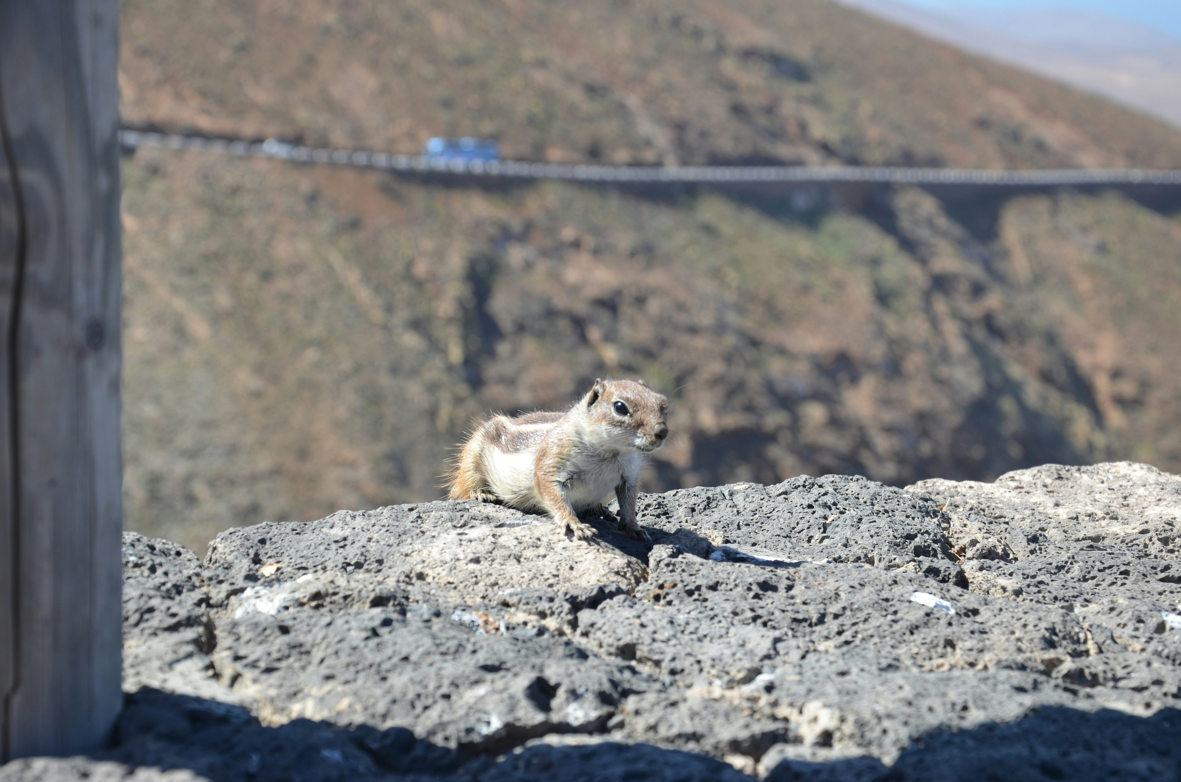 Free Unsplash photo from Olu Omoniyi