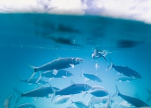 school of fish