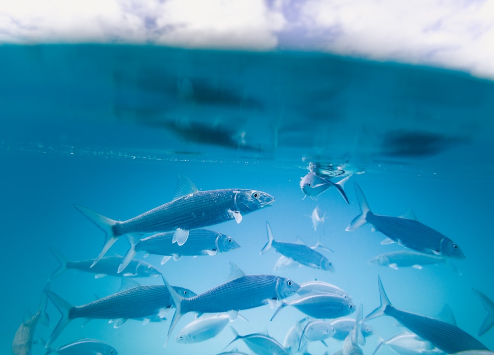 banc de poissons