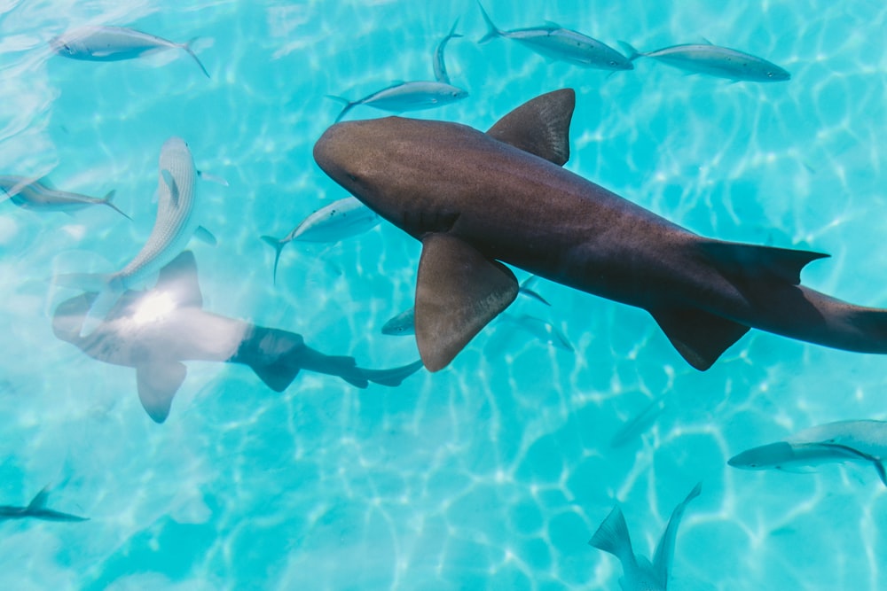 Tiburones en el cuerpo de agua